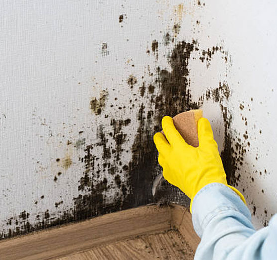 Anti-Mould Paint